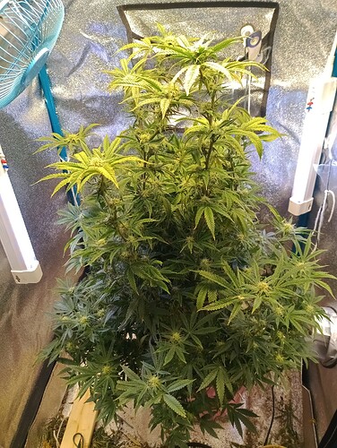 17582144194987148388496011461529