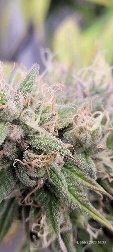 Tag 101 , die Geizt nicht mit Trichome