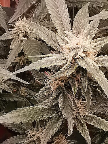 Lava Cake Blüte