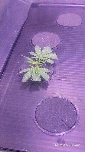 Tag 20 Klon 3 Verwurzelung 21.1.26