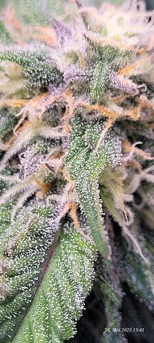 Tag 59 Haze 1 in der 9 ten Woche