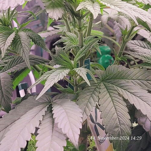 Tag 43 Nr 2, in der 4ten Wachstum Woche 14.11.24