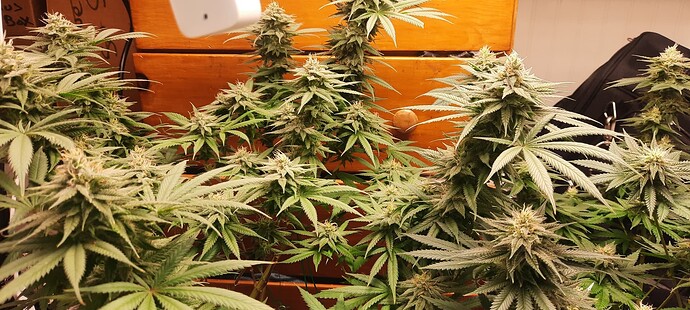 Resized_20230821_172113