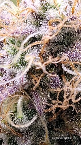 Tag 76 B.G. 1 achte Blüte Woche