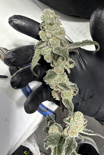 29 - Gas-O-Cane R2 - Harvest Day 'Gassy Pheno' Oozing Resin @ Day 63 - 11-08-2025