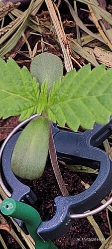 Tag 11 Congo 2 am 16.5.25