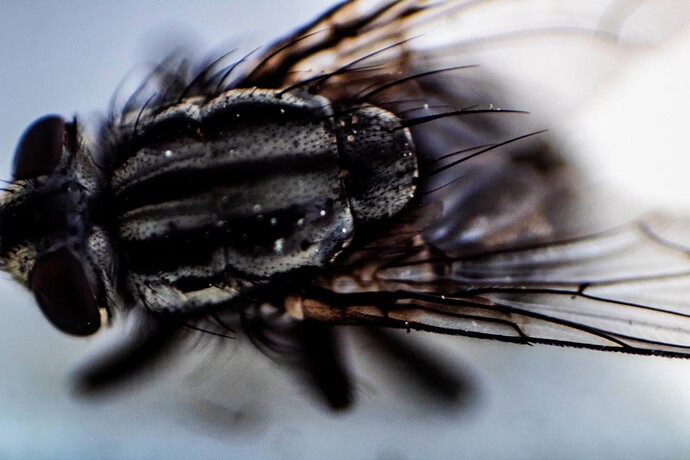 FLY-2_Compressor
