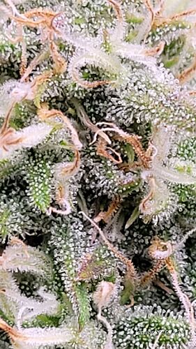 Tag 62 B.G. 2 in der 6ten Blüte Woche