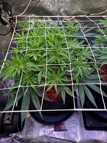 aR1k7c5GZlNlbavMQDMRDcMubg03_img@1761067310080