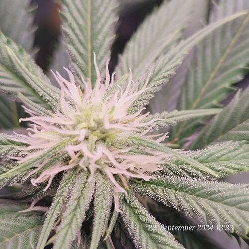 Tag 65 Klon 1 Blüte Tag 18 am 23.9.24