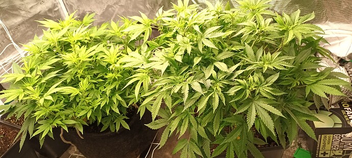 16461854405521122856476638066319