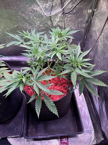 aR1k7c5GZlNlbavMQDMRDcMubg03_img@1760467185893