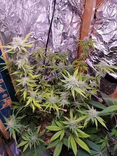 Lava Cake Clone G1 (3)