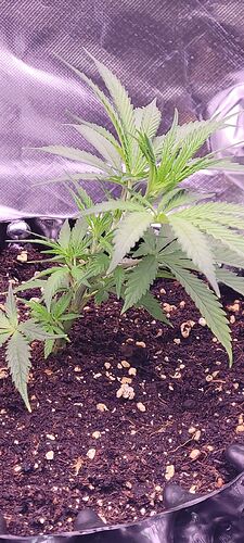 Purple Bud 16 , Kloni 1 Wachstum Tag 5