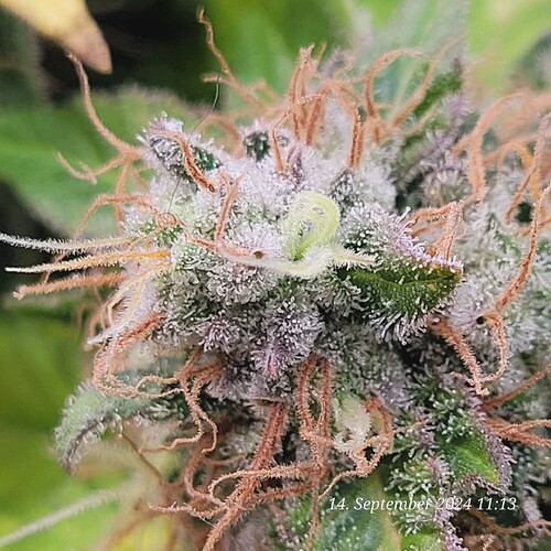 Tag 125 kurz vor ihrem Ende