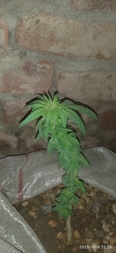 IMG_20231008_232936_1