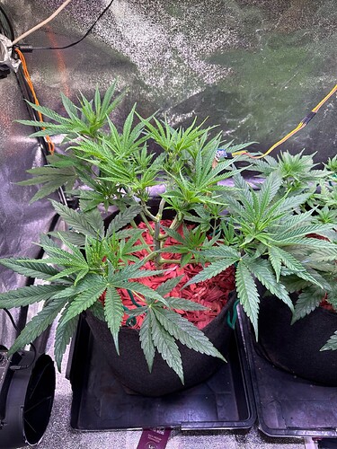 aR1k7c5GZlNlbavMQDMRDcMubg03_img@1760467228149