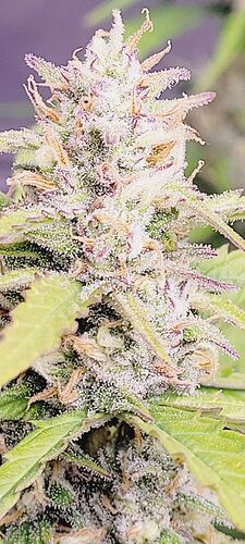 Tag 73 Gelato, Blüte Tag 48 , ende der 7 ten Blüte Woche