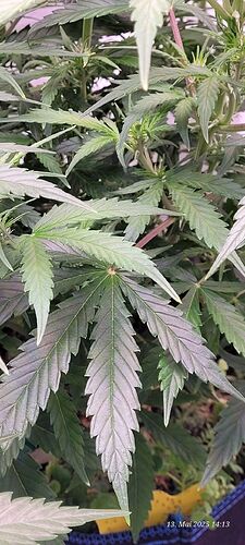 Tag 44 Gelato fast ende der dritten Blüte Woche 13.5.25