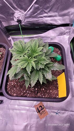 Tag 25 B.G. 1 Wachstum Tag 8 am 5.12.25