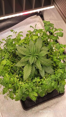 Tag 27 S.B.K. hat sie nun wieder mehr Platz, zweite Wachstum Woche