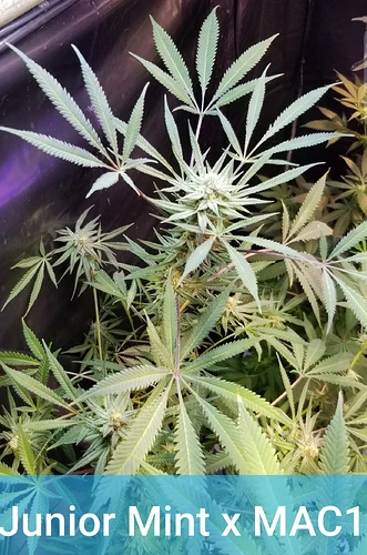 JrMint2