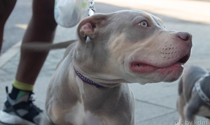 dog-8745
