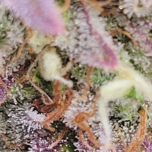 Tag 110 Klon 2, noch immer helle Pistillen am Start 7.11.24