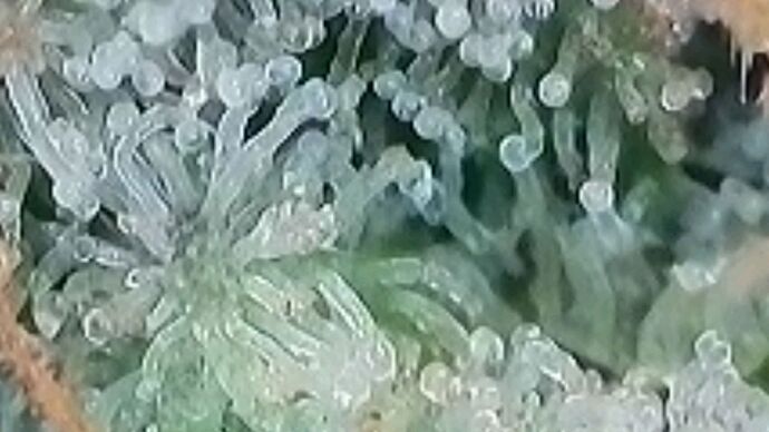 Tag 110 Klon 2, Trichome 2