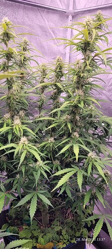 Tag 59 Gelato am 28.5.25