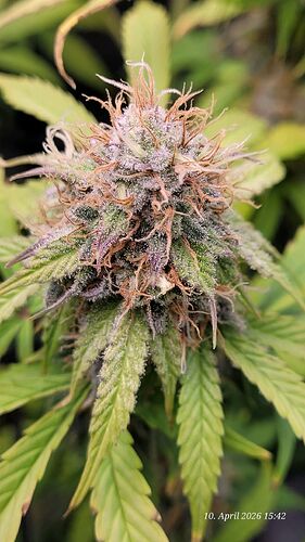 Day 99 Clone 1 the buds have continued to gain mass