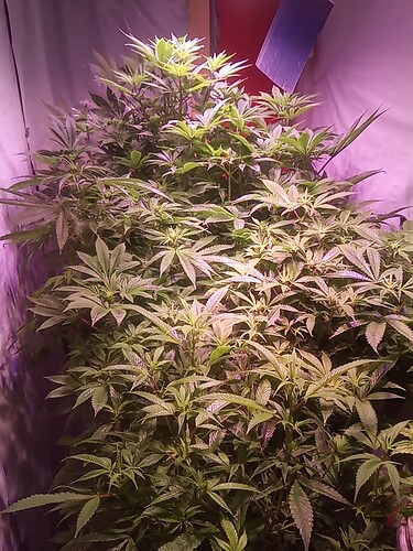 IMG_20221210_165921_2