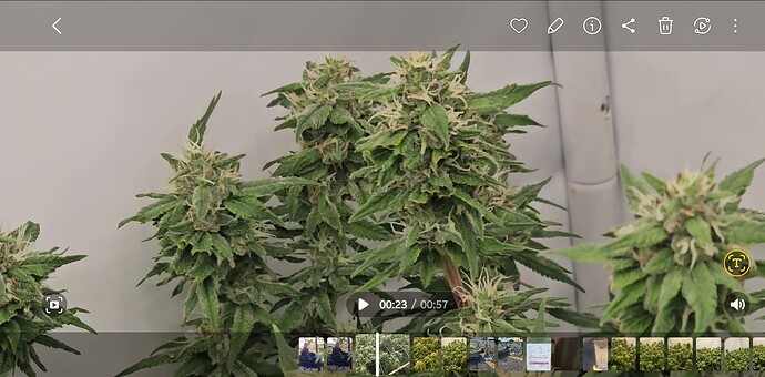 Screenshot_20240919_214905_Gallery