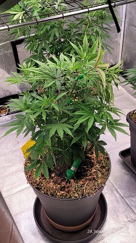 Tag 51 Jamaican ein wenig den Kopf gesenkt