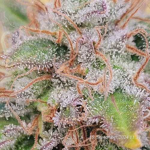 Tag 126 und sie Purpelt immer mehr