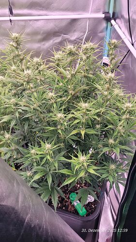 Tag 51 B.G. 1 Blüte Tag 26 am 31.12.25