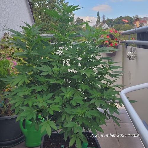 Balkonia-Purple Cookie Kush-Klon, erste Blüte Woche 3.9.24