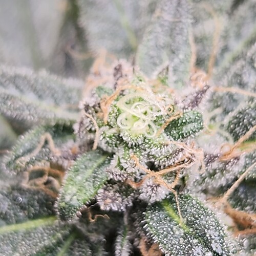 16804846551902080837024548974294