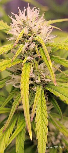 Tag 59 Gelato Blüte Tag ca. 34, ende der 5 ten Blüte Woche am 28.5.25