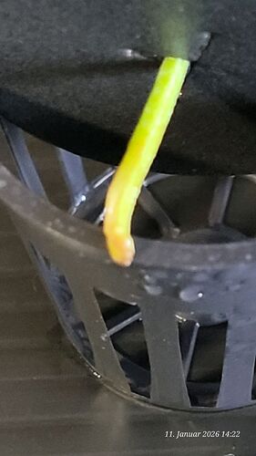 Tag 10 Klon 2 zeigt nix an Wurzeln aber da nicht hängend läuft eine Ehrenrunde