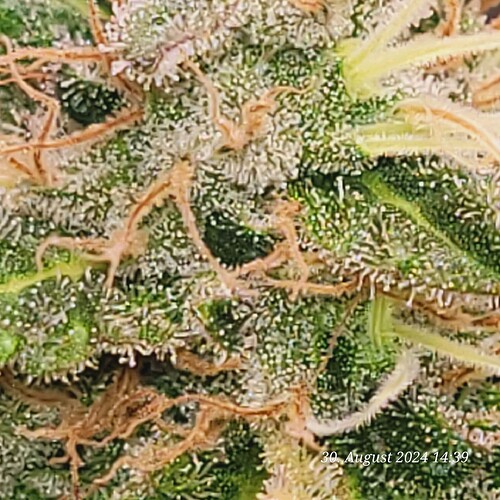 Tag 109 in der 7ten Blüte Woche 30.8.24