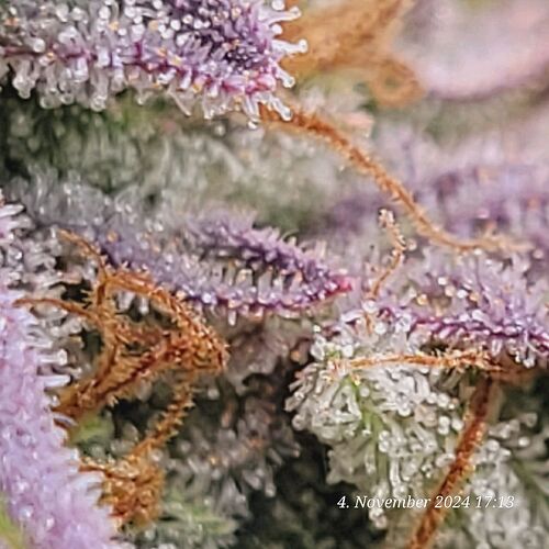 Tag 107 Klon 2, auch schon etwas Bernstein in der Blüte 4.11.24