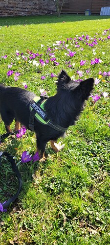 Gizmo auf der Blumen Wiese
