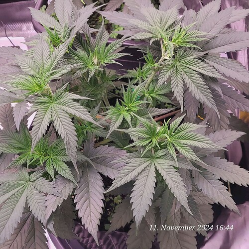 Tag 40 und nun 33 cm hoch