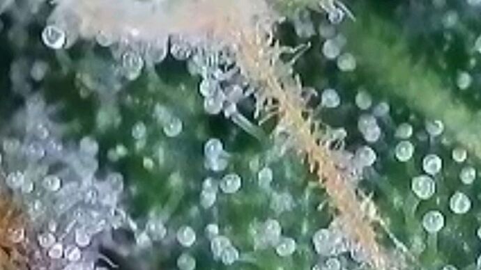 Tag 64 Haze 1 Trichome 2