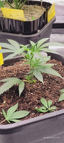 Tag 11 Wachstum Tag 8 , die Blätter auf der Erde sind aus der Nachbarschaft