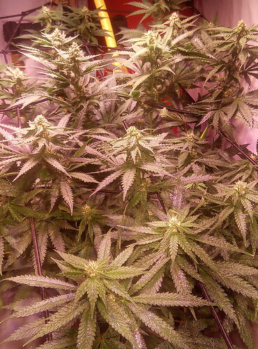 IMG_20220723_181839_1