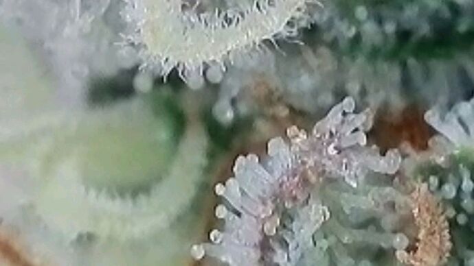 Tag 101 Klon 1, Trichome 5