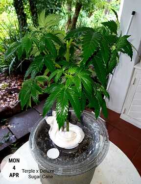IMG-20220406-WA0018