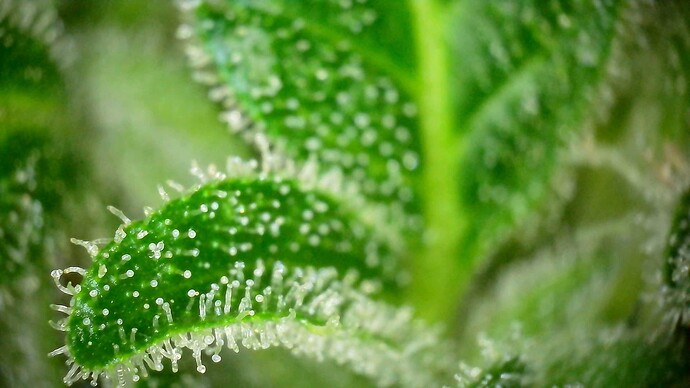 WIN_20240719_18_51_11_Pro